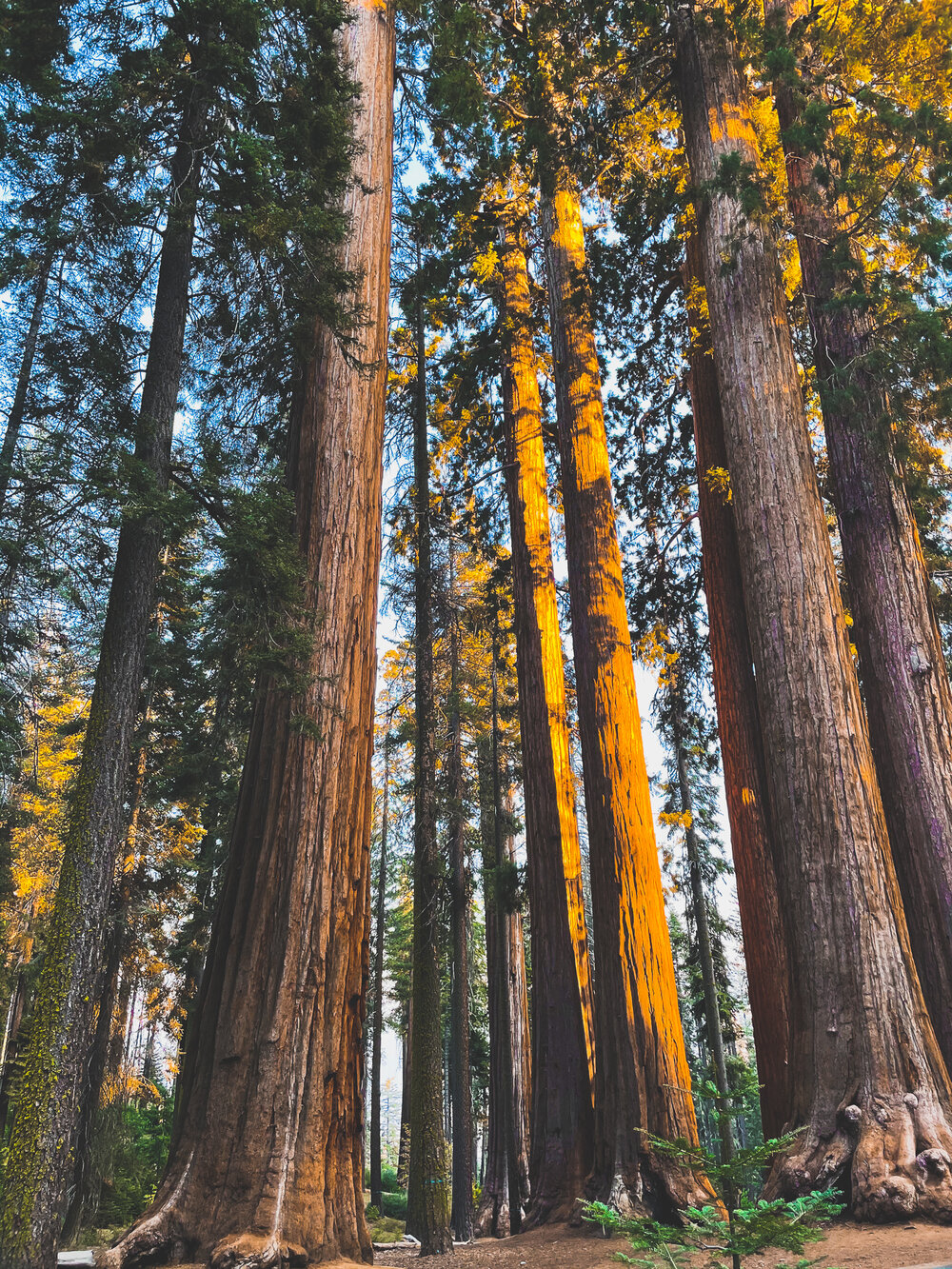 Your Ultimate Guide to Sequoia National Park 🇺🇸 - Mrshutterup